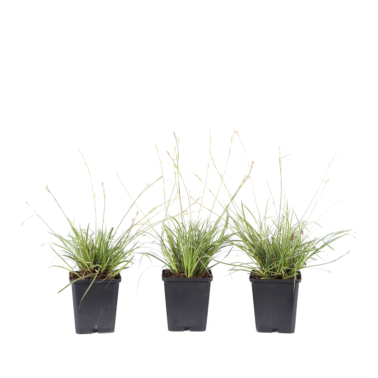 Carex morrowii 'Silver Sceptre'