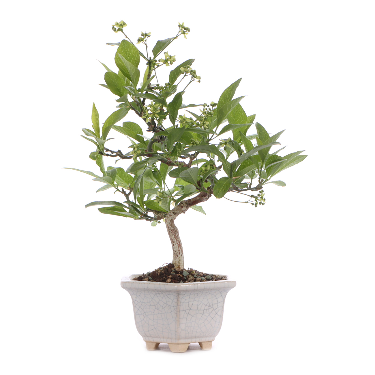 Euonymus europaeus