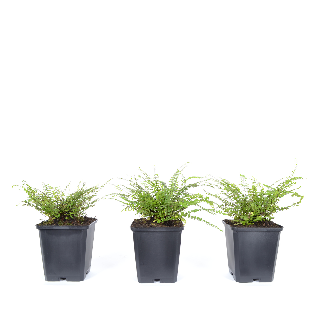 Asplenium trichomanes