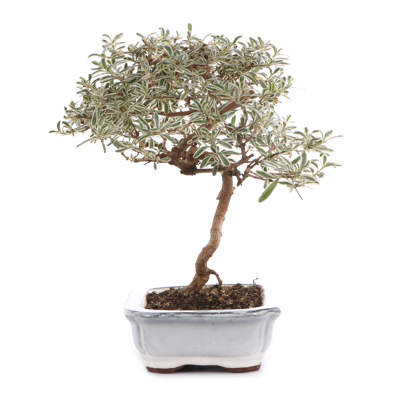 Coprosma x kirkii 'Variegata'