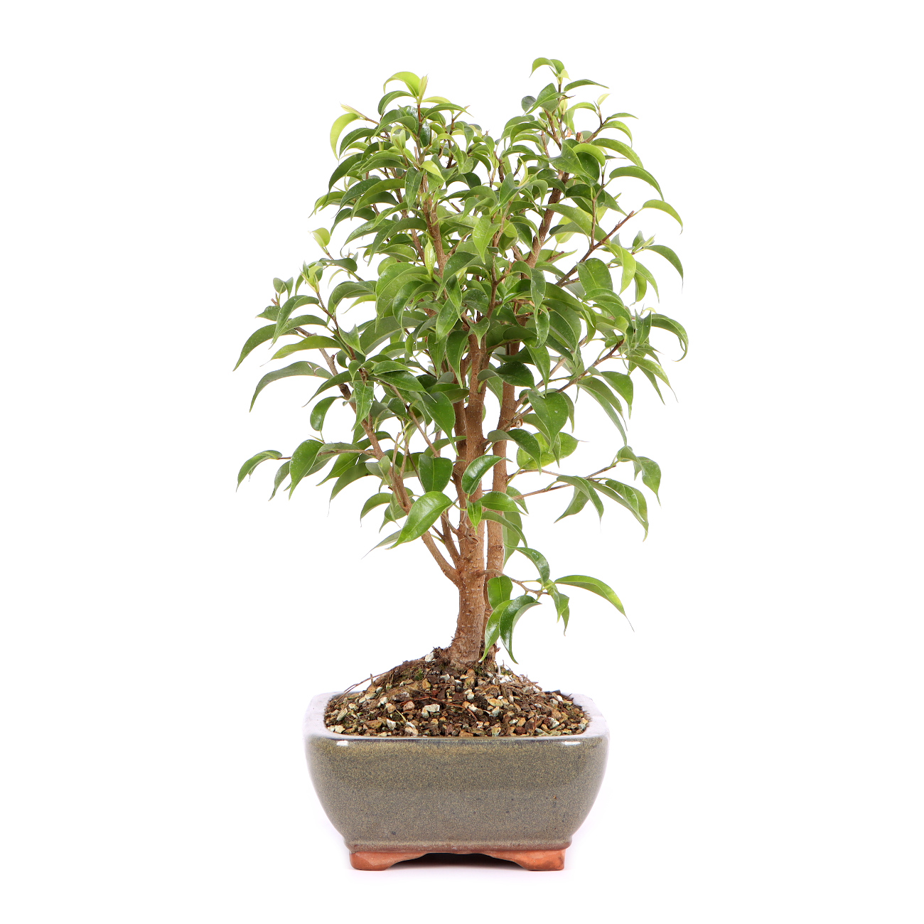 Seitenansicht rechts