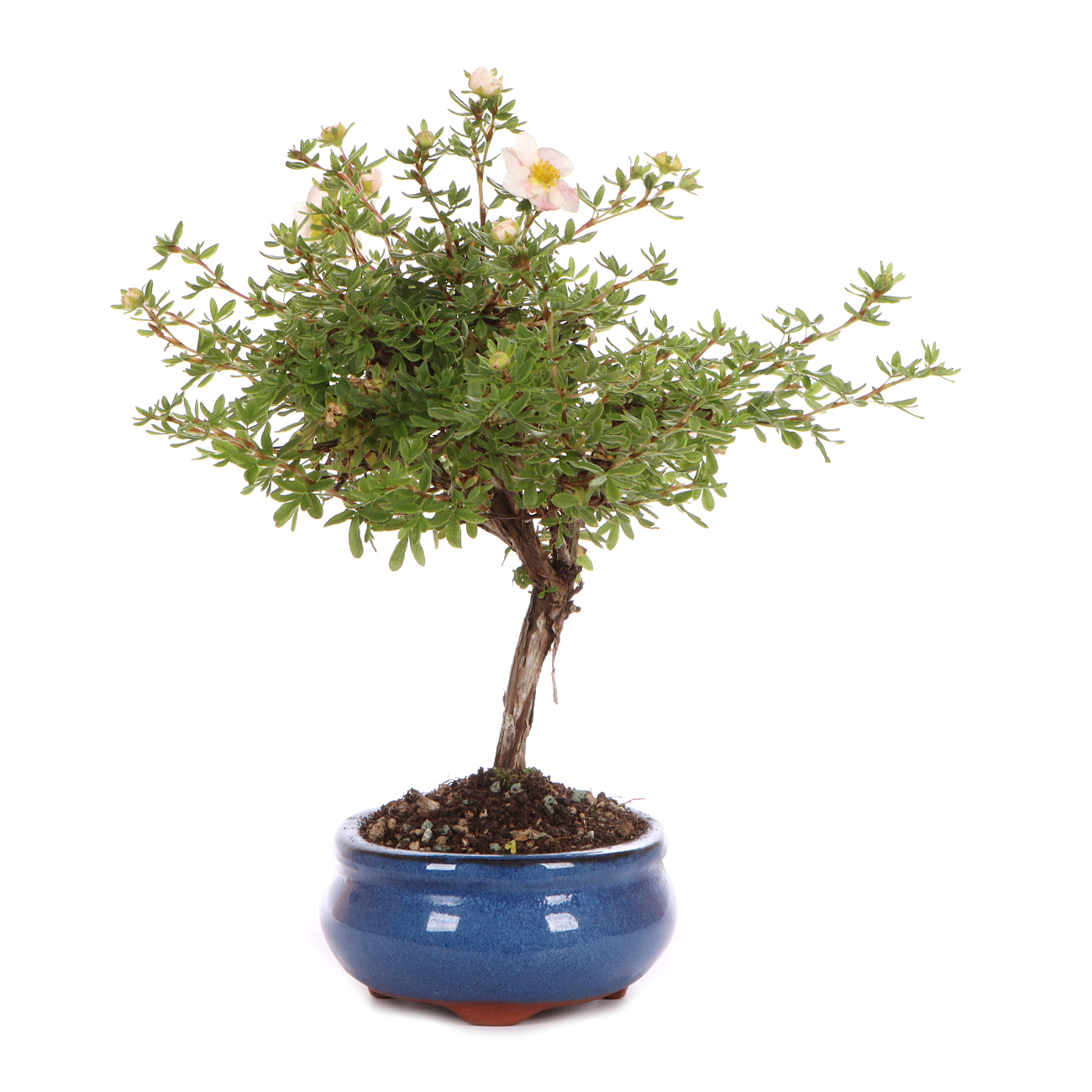 Seitenansicht rechts