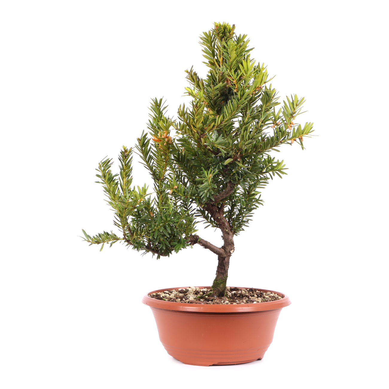 Taxus x media 'Hillii'