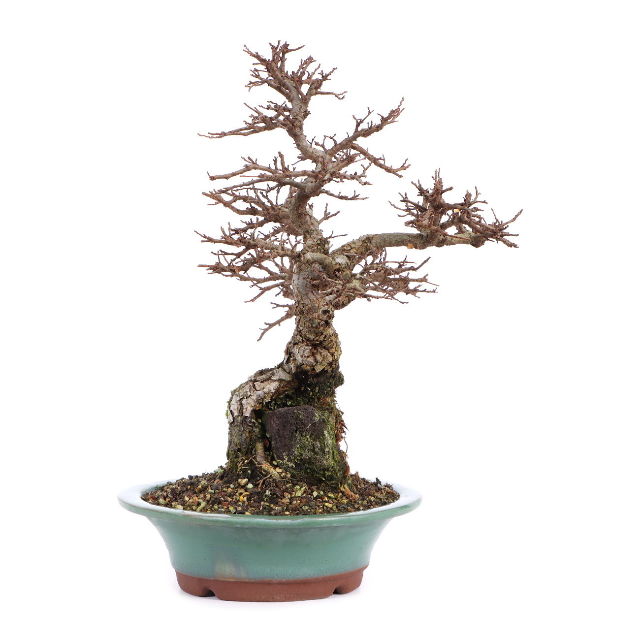 Seitenansicht rechts