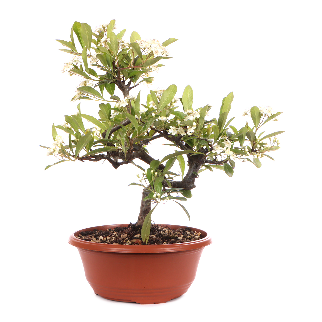 Seitenansicht rechts