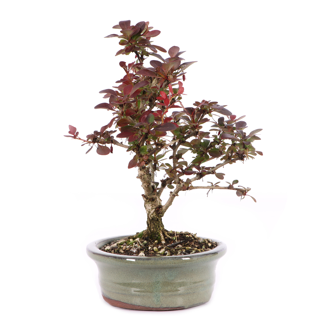 Berberis thunbergii 'Atropurpurea Nana'