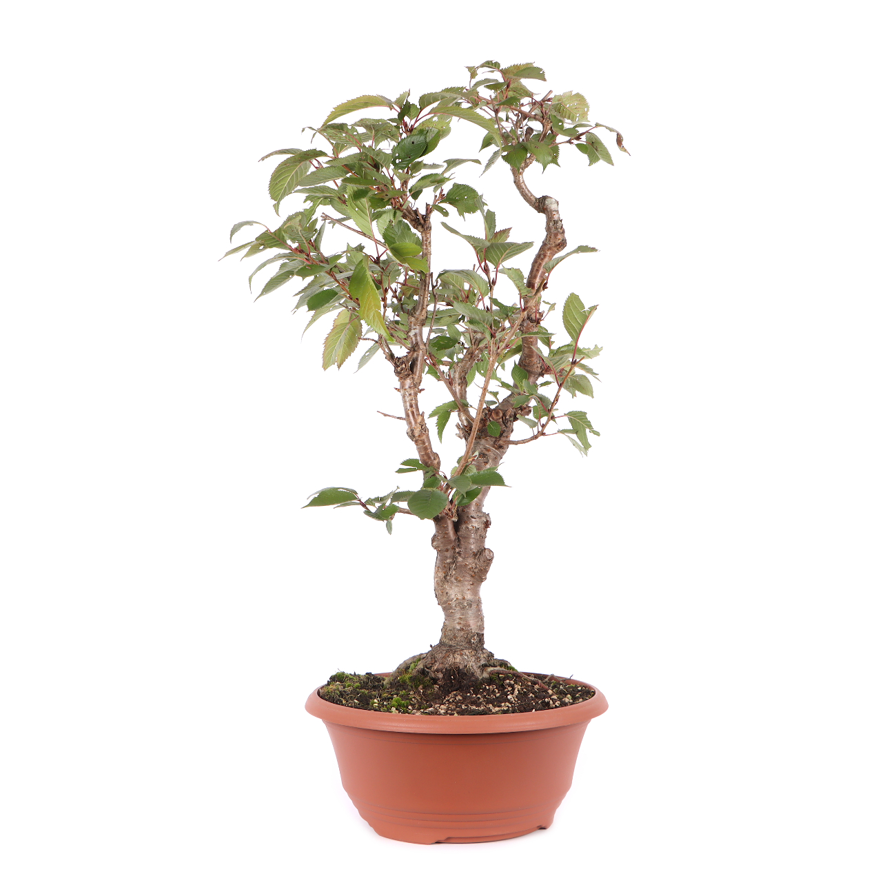 Prunus 'Accolade'