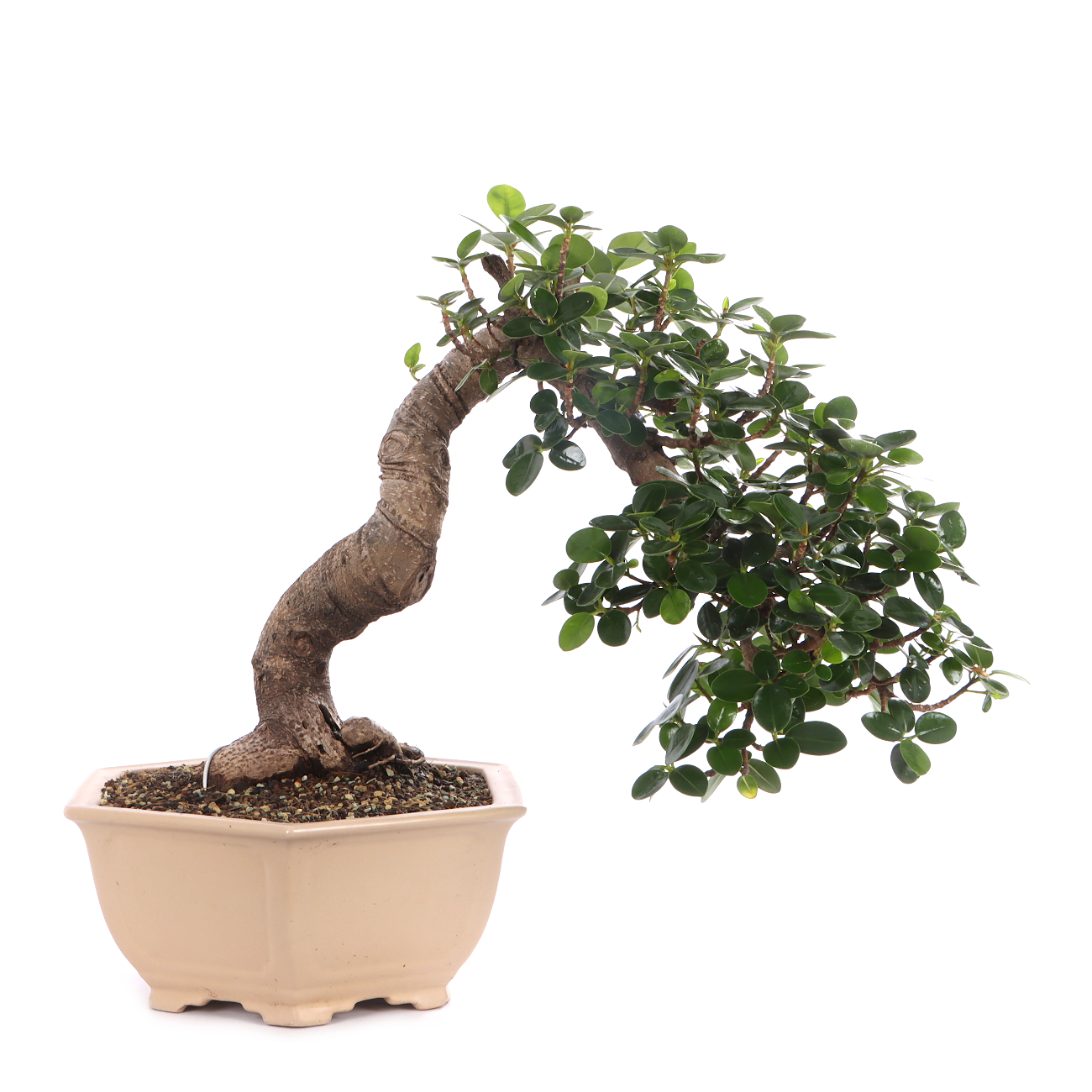 Ficus microcarpa 'Shiny'
