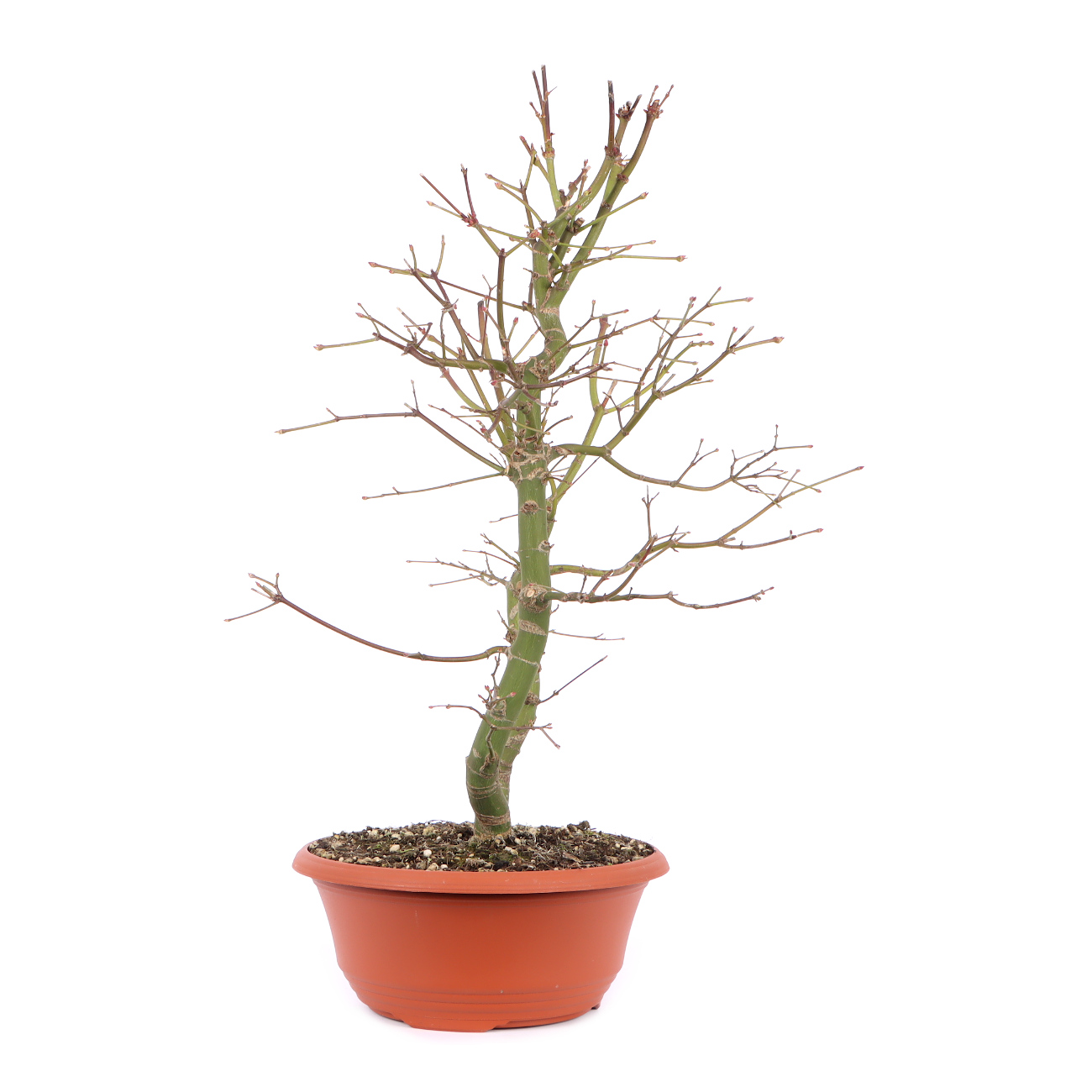 Seitenansicht rechts