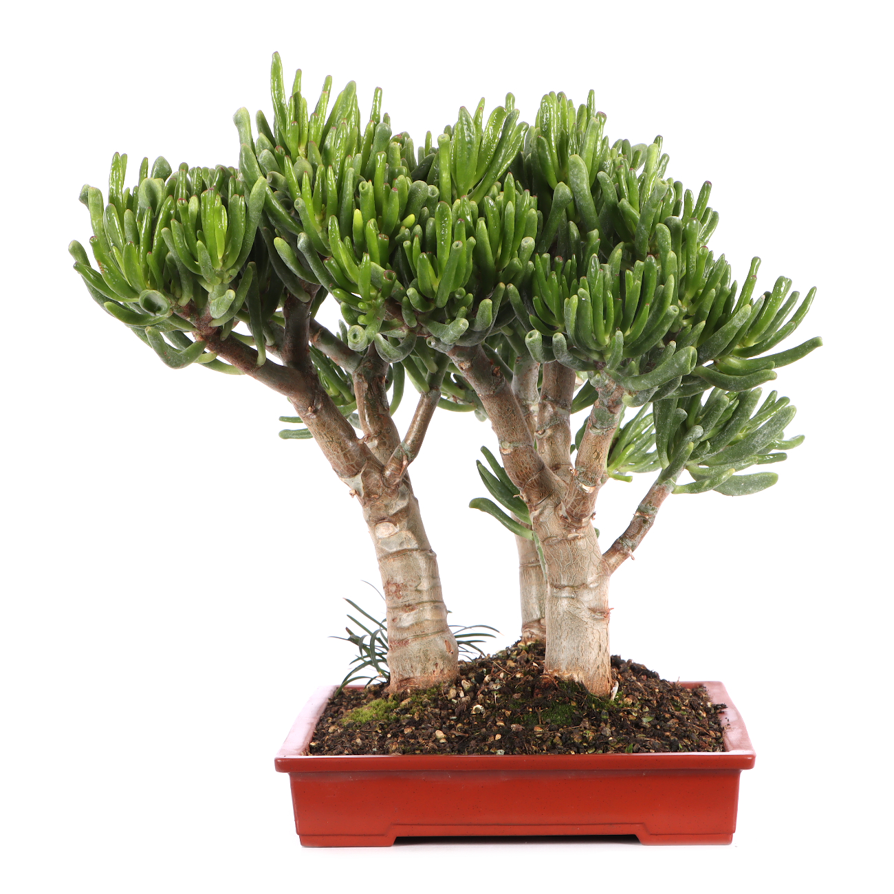 Crassula ovata 'Horn Tree'