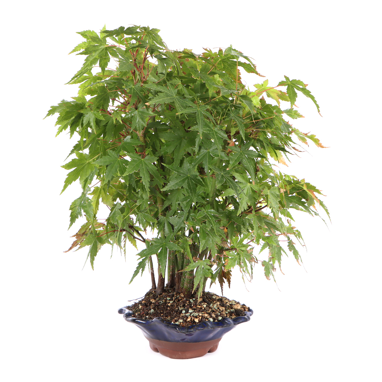 Seitenansicht rechts