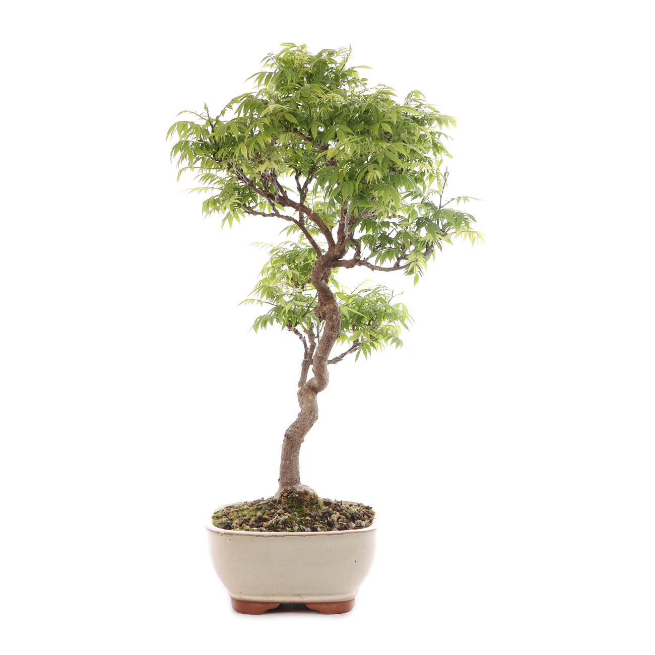 Millettia japonica 'Hime Fuji'