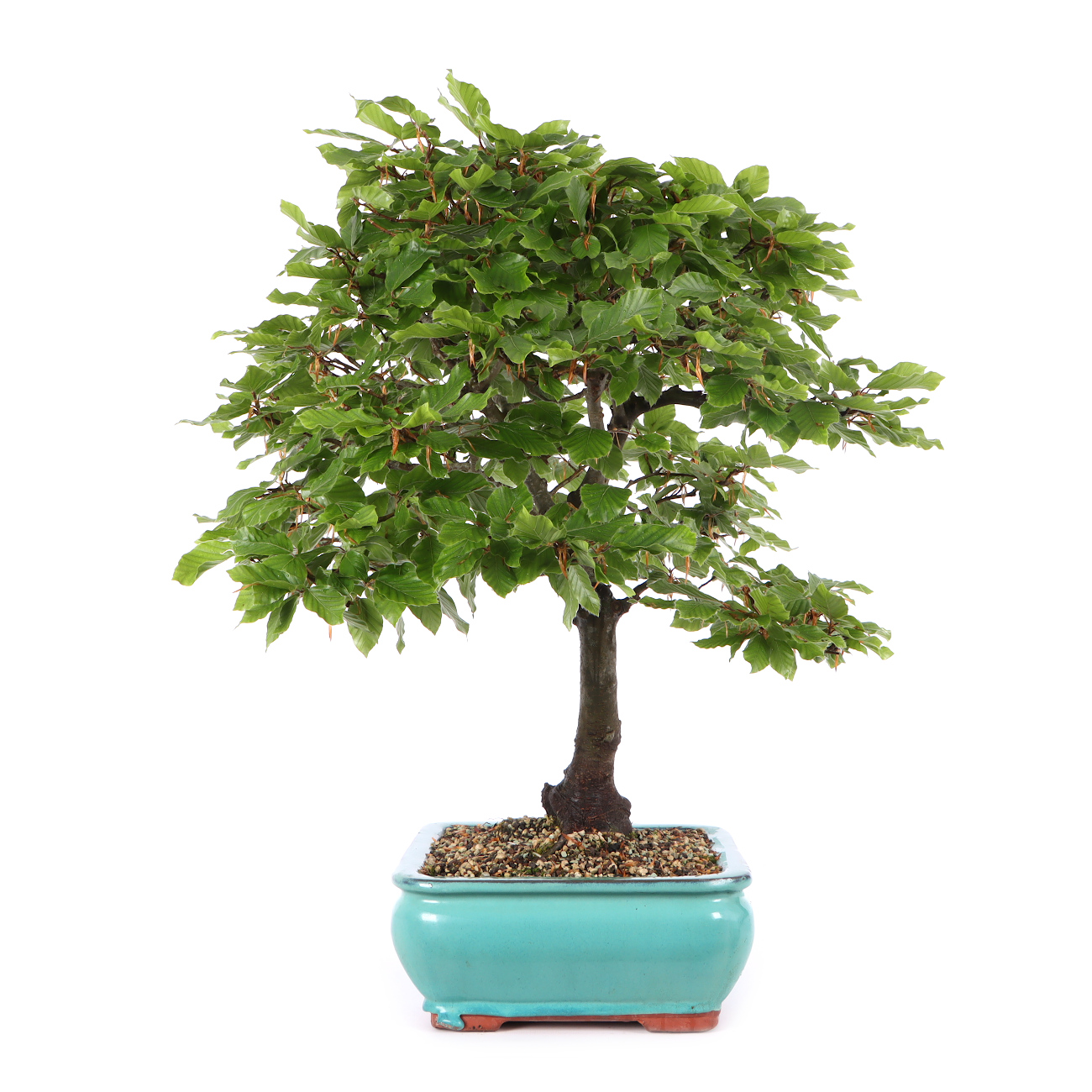 Fagus sylvatica