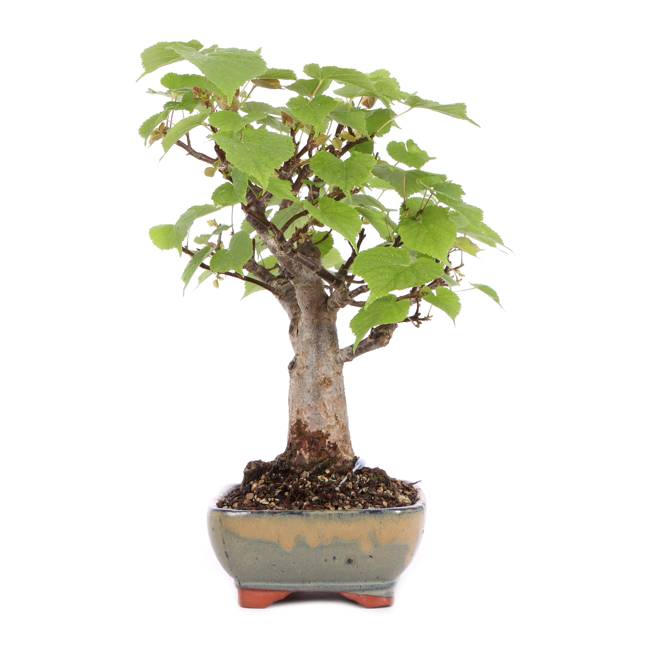 Seitenansicht rechts