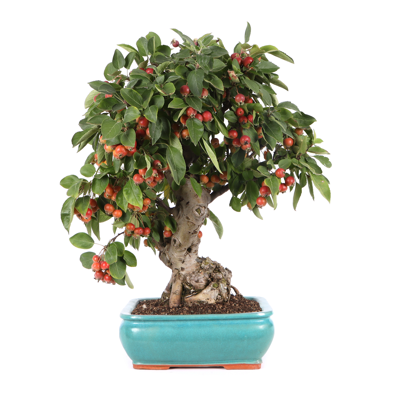 Malus spec.