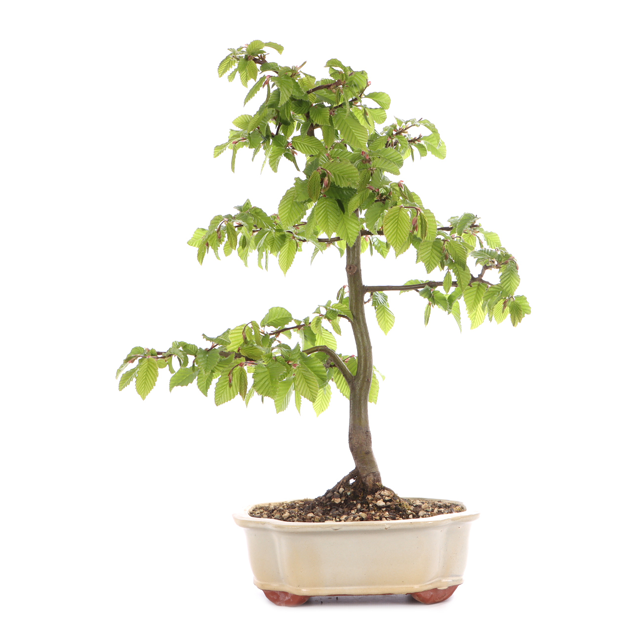 Carpinus betulus