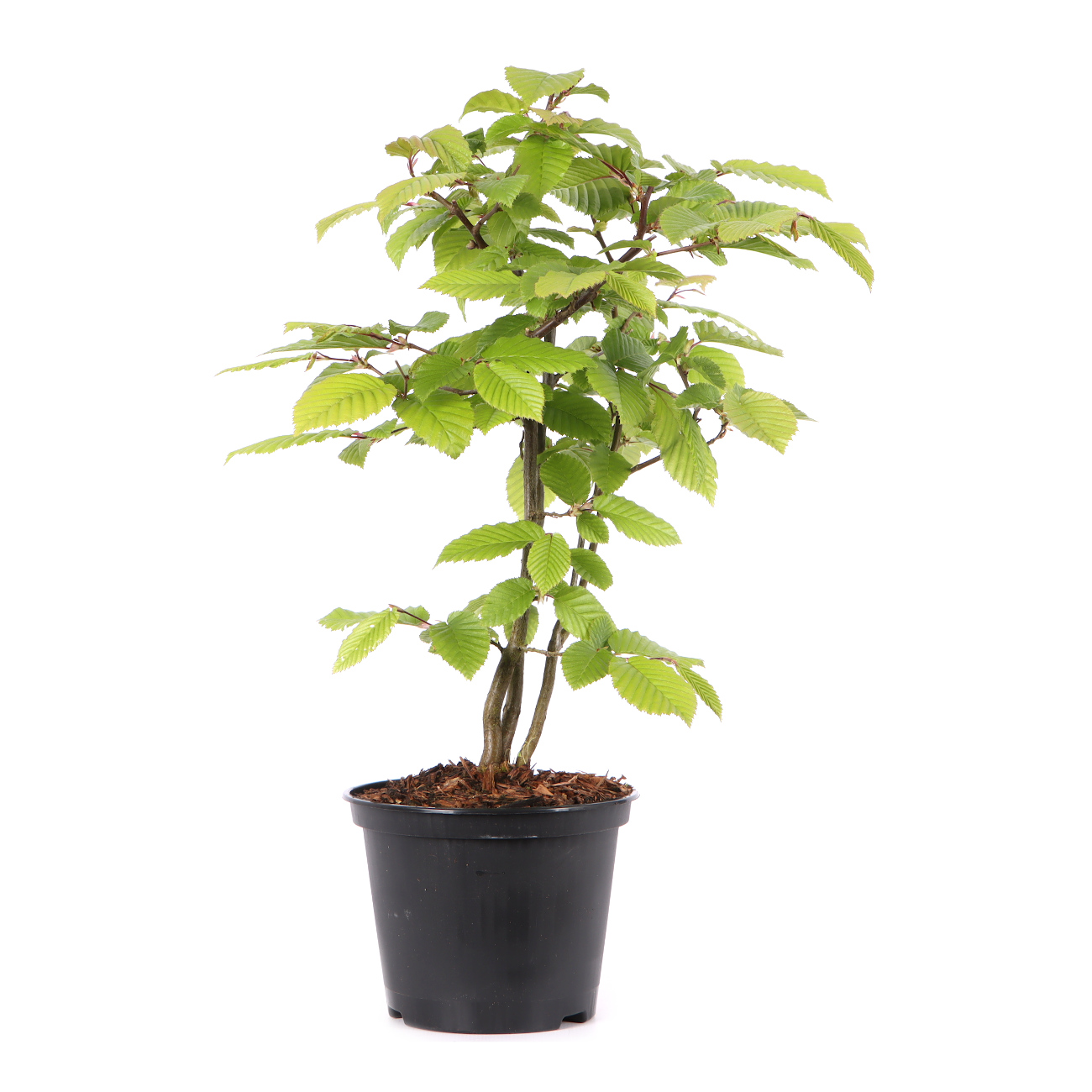 Carpinus betulus