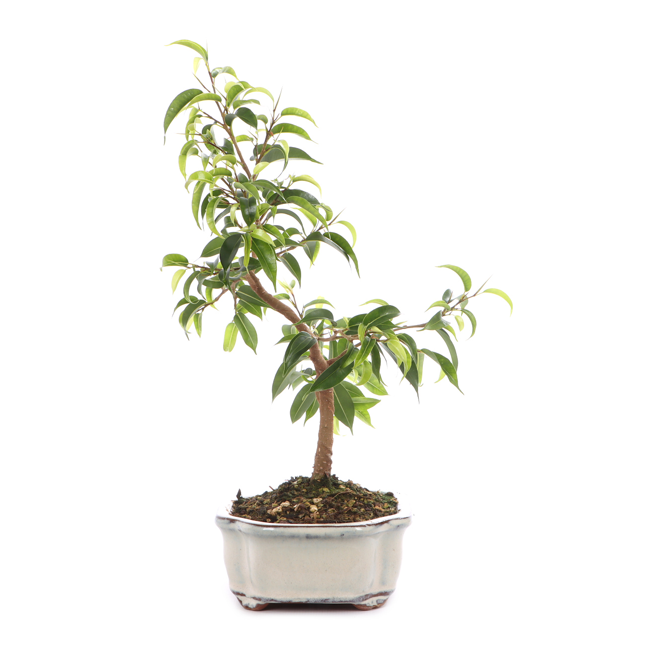 Ficus benjamina 'Natasja'
