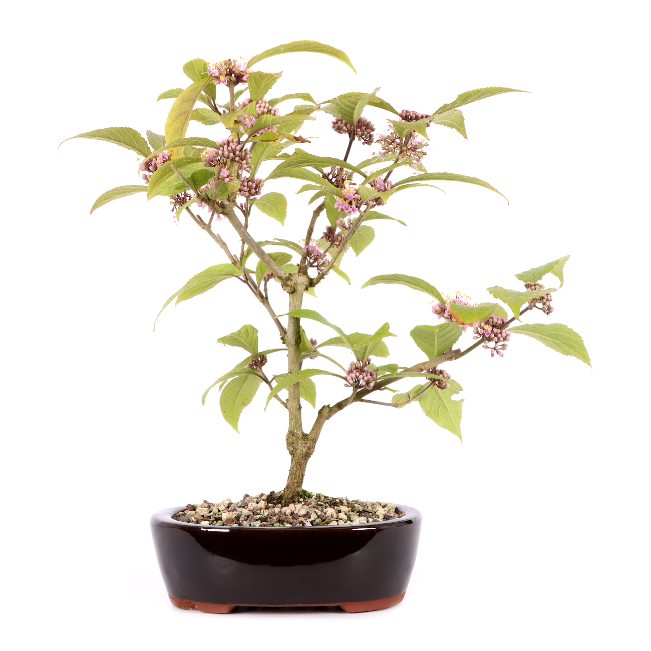 Callicarpa bodinieri 'Profusion'