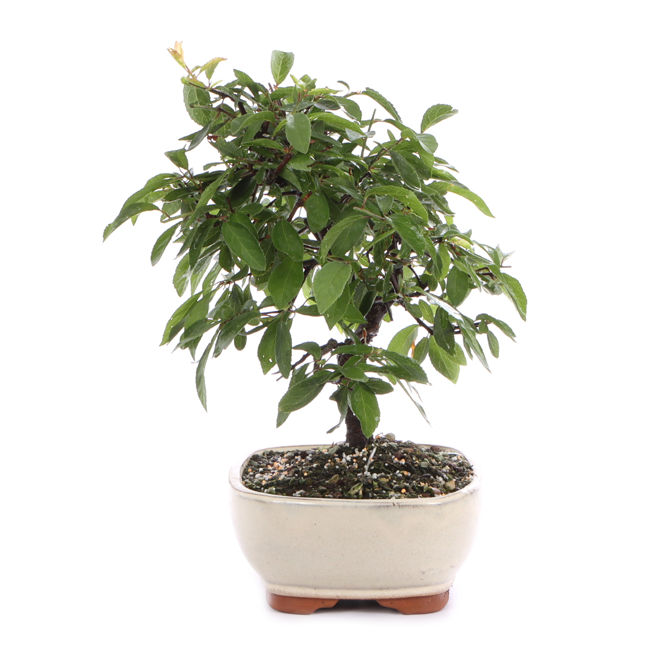 Seitenansicht rechts