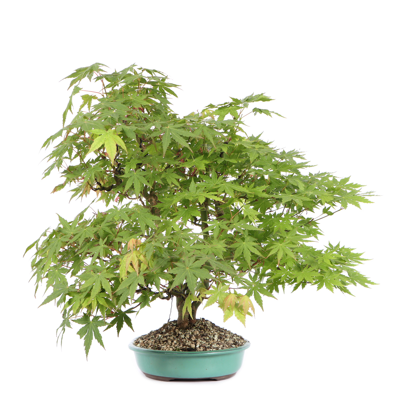 Seitenansicht rechts