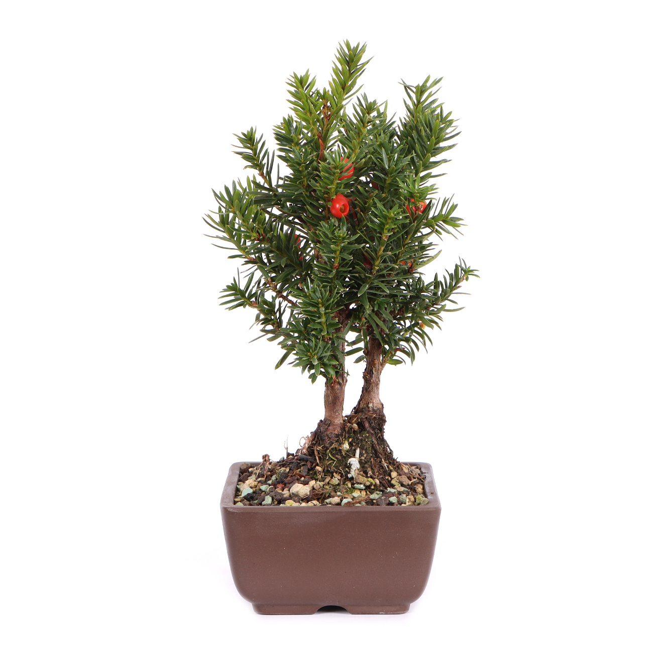 Seitenansicht rechts