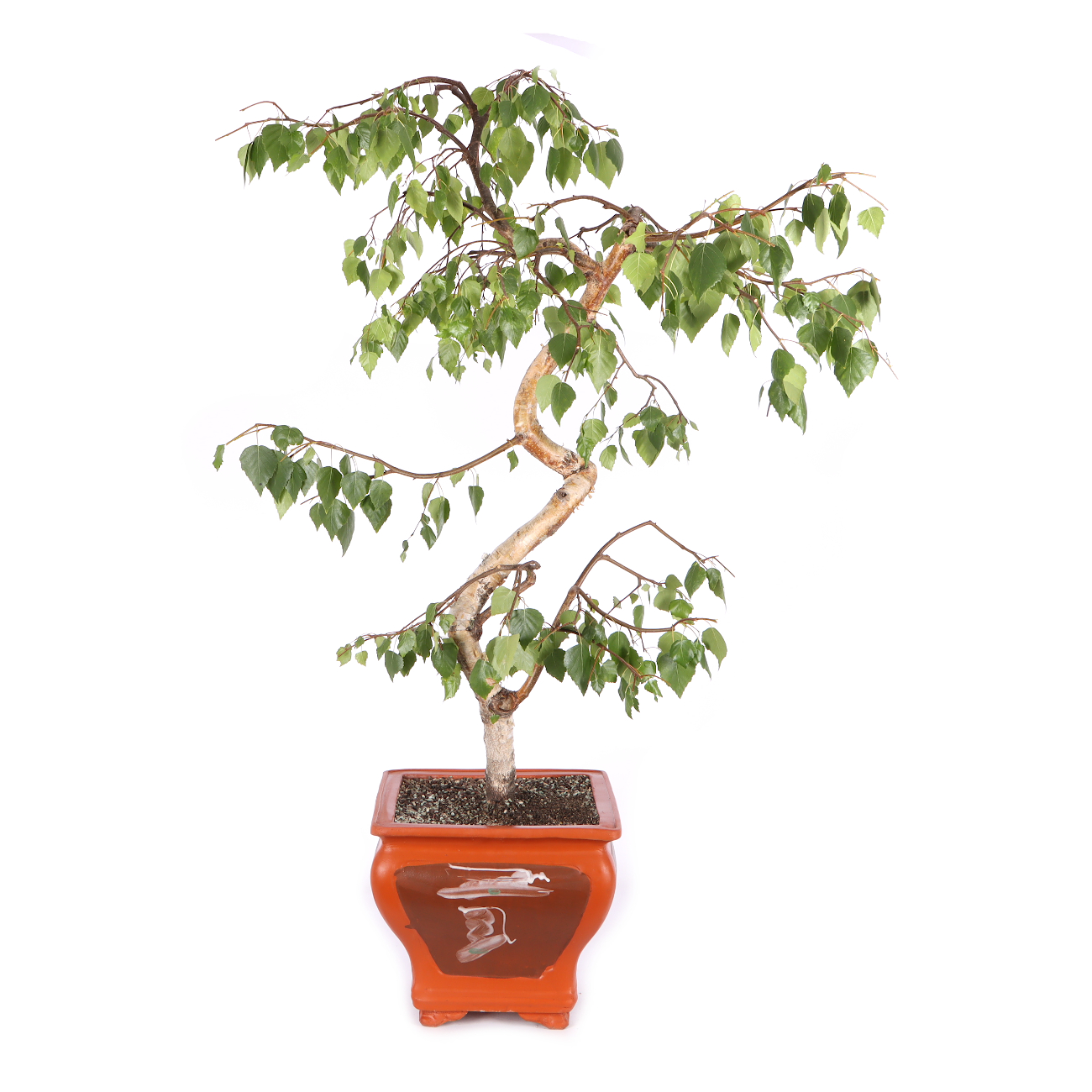Betula pendula 'Youngii'