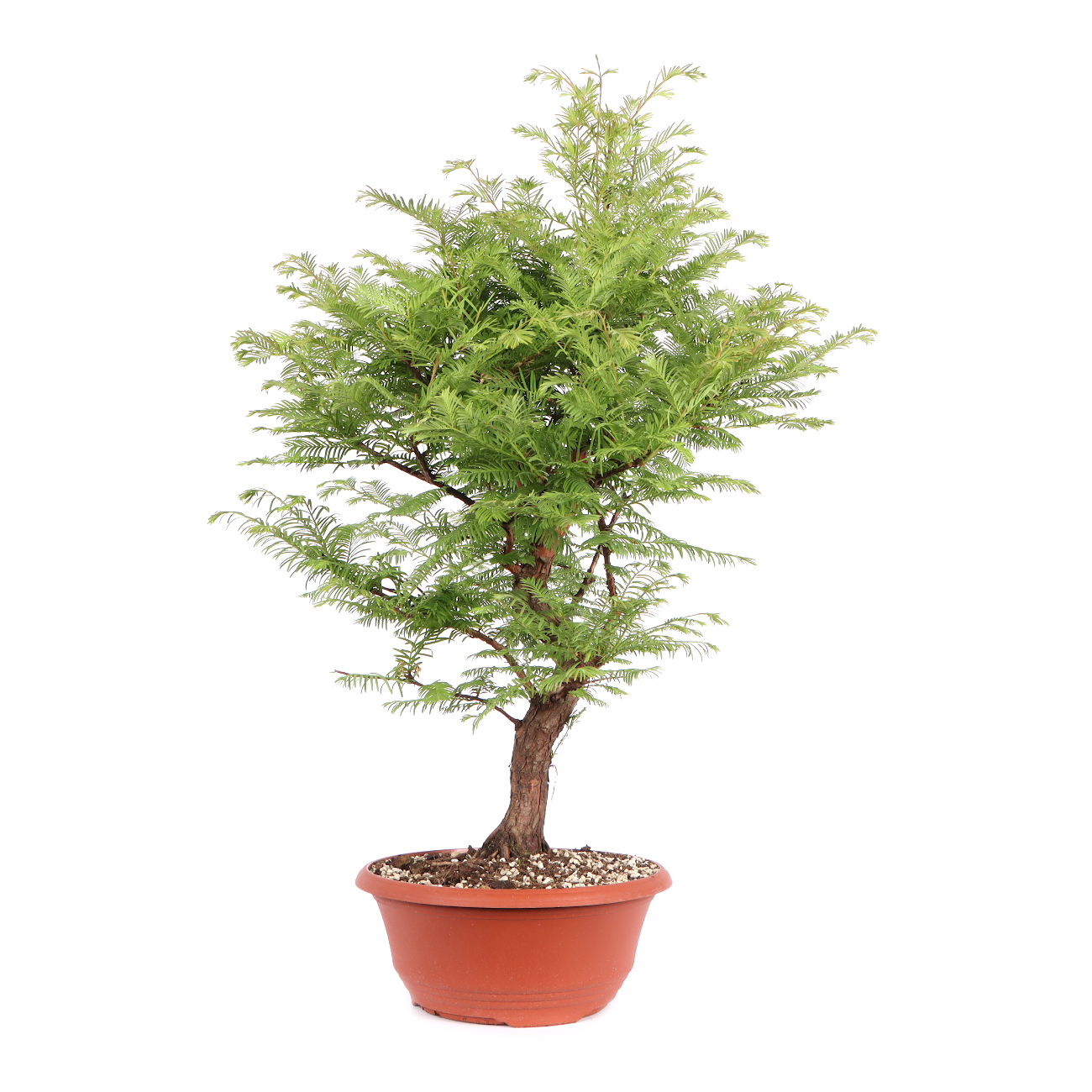 Seitenansicht rechts