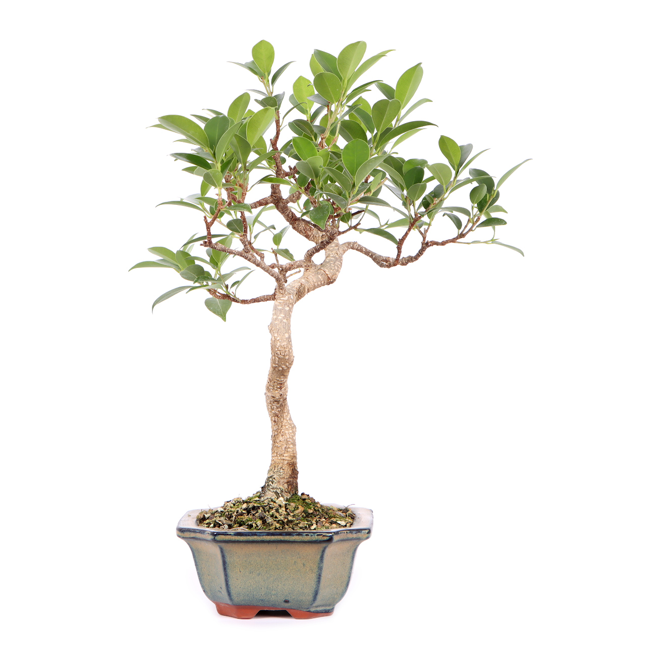 Seitenansicht rechts