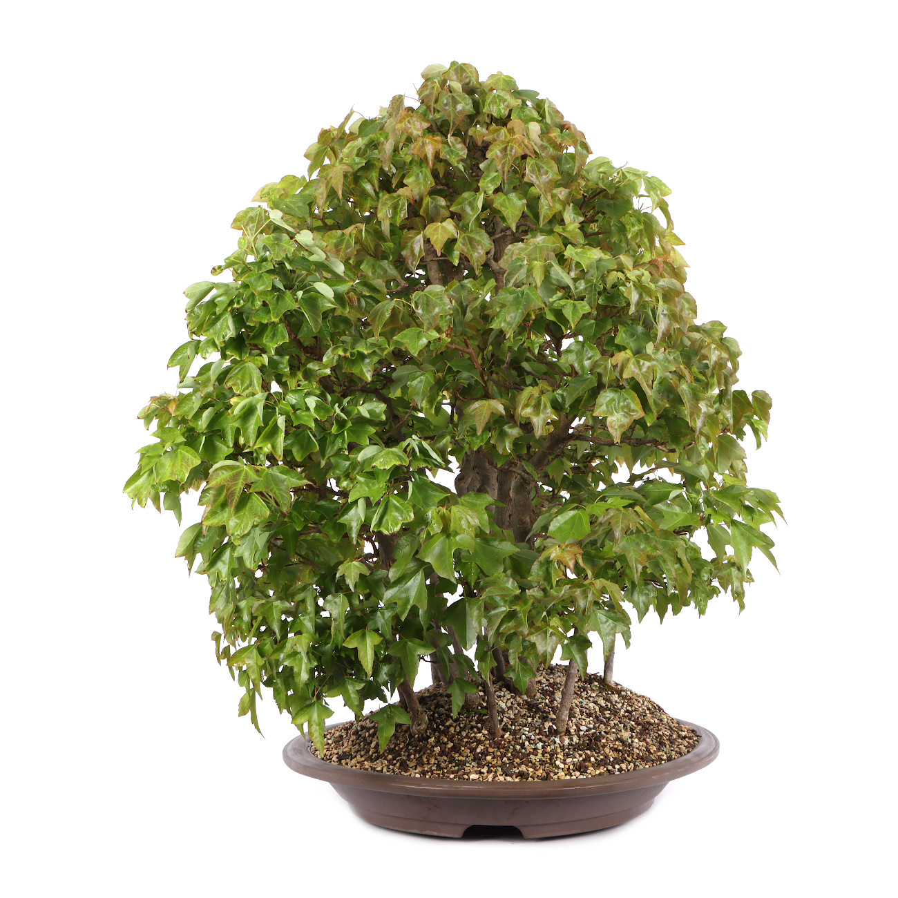Acer buergerianum