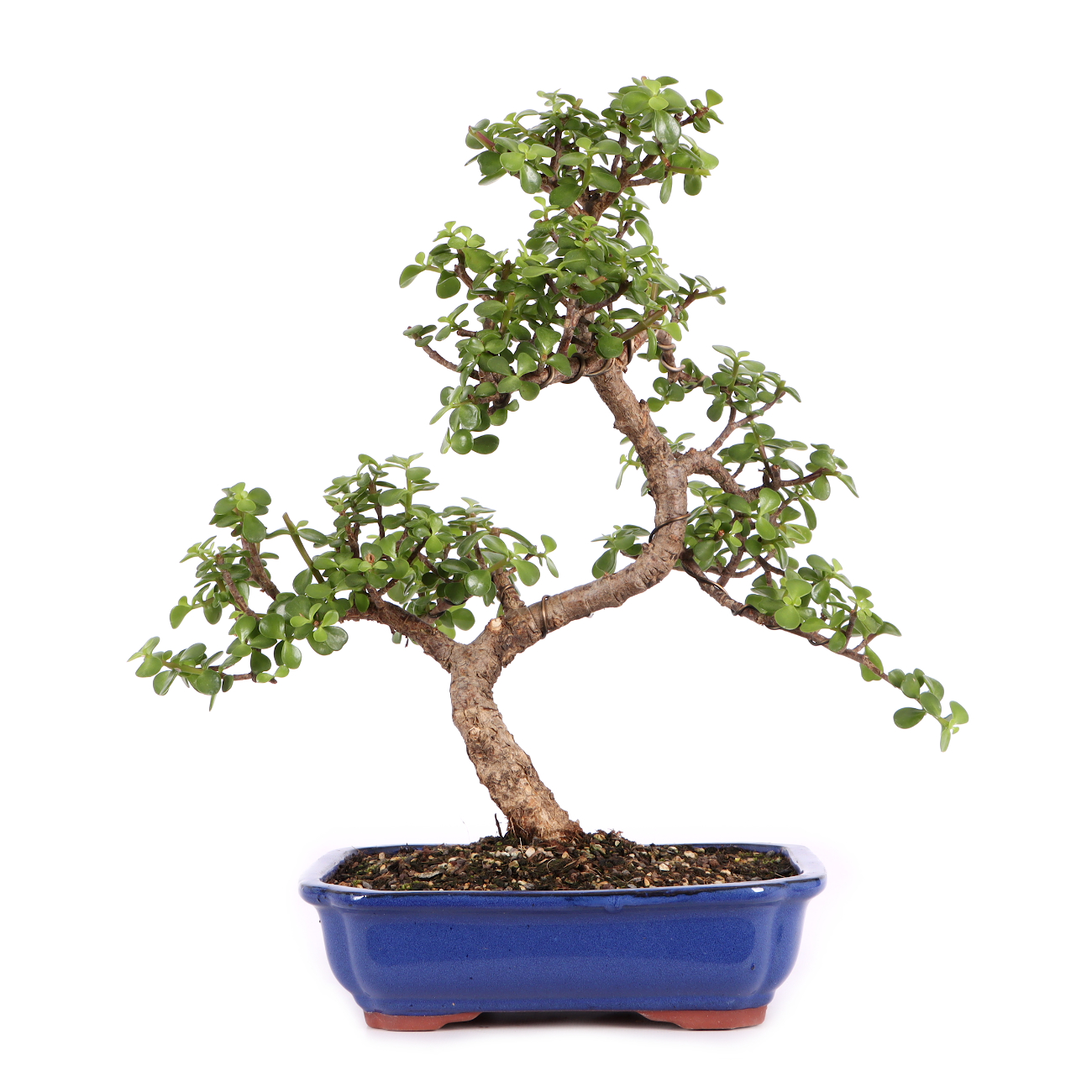 Portulacaria afra