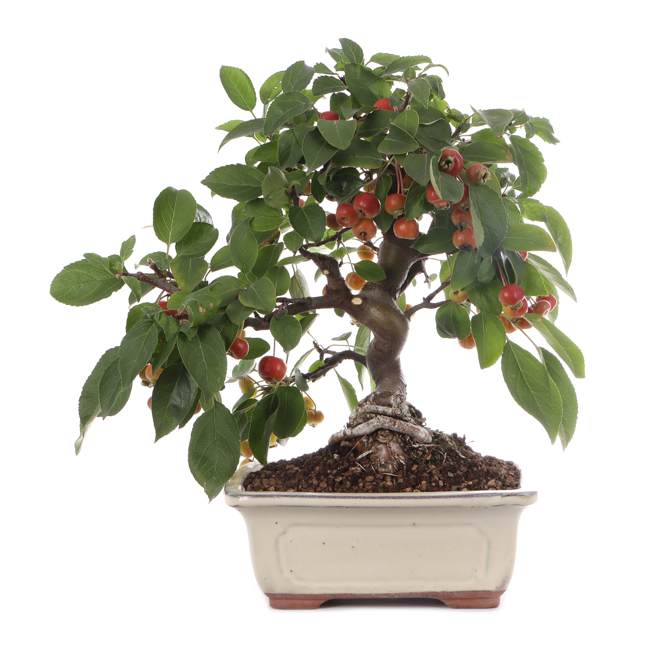 Malus spec.