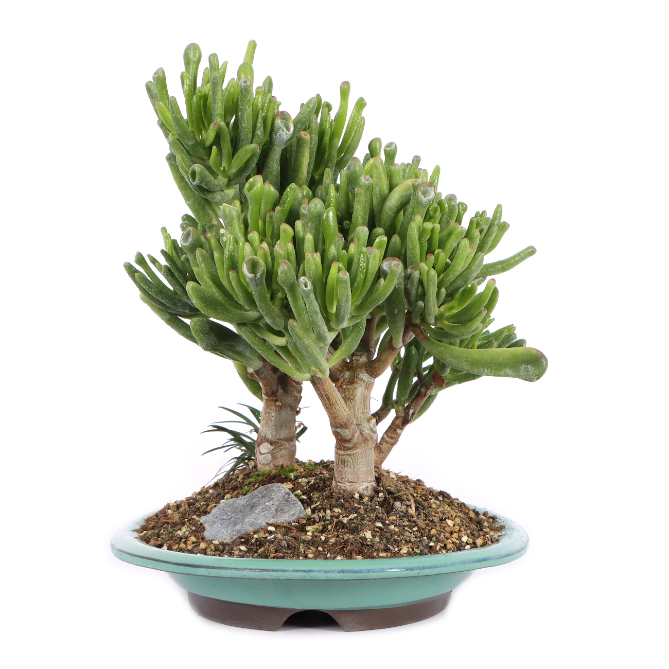 Seitenansicht rechts