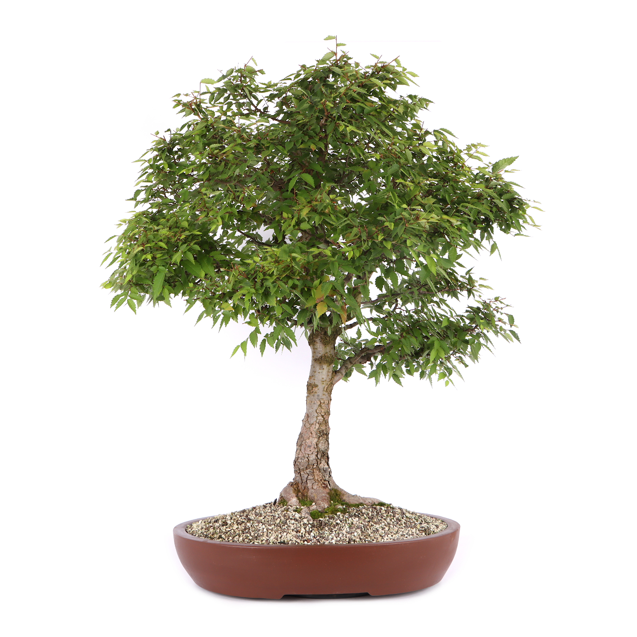 Zelkova serrata