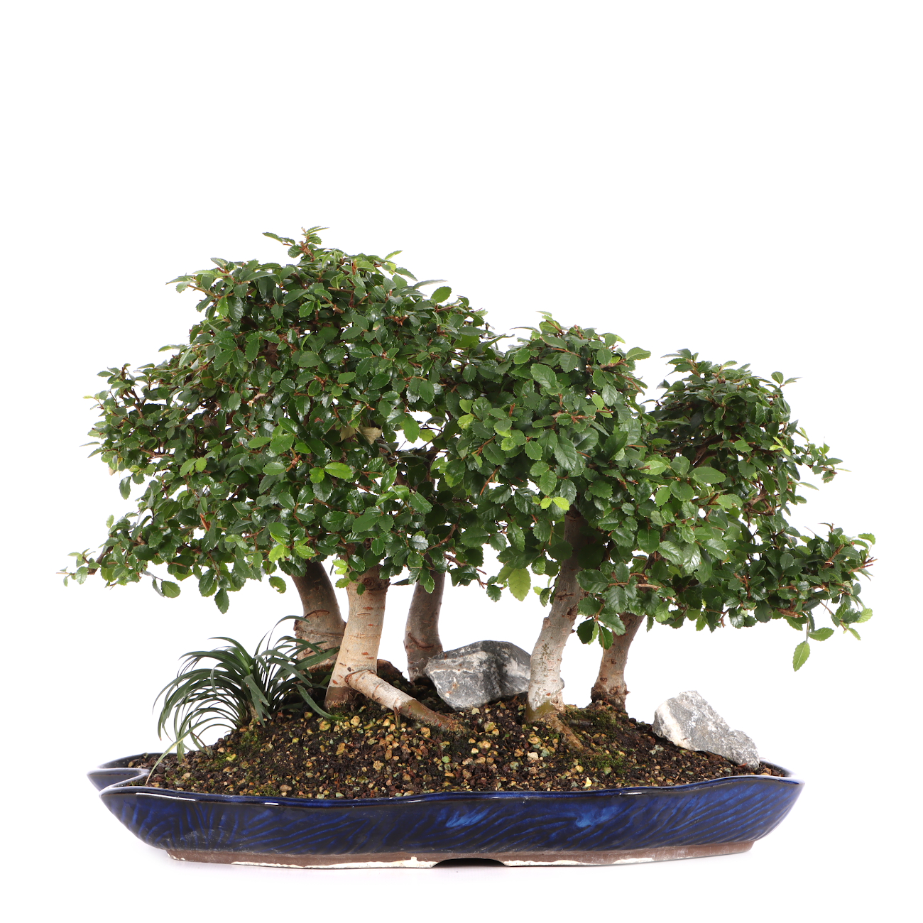 Ulmus parvifolia