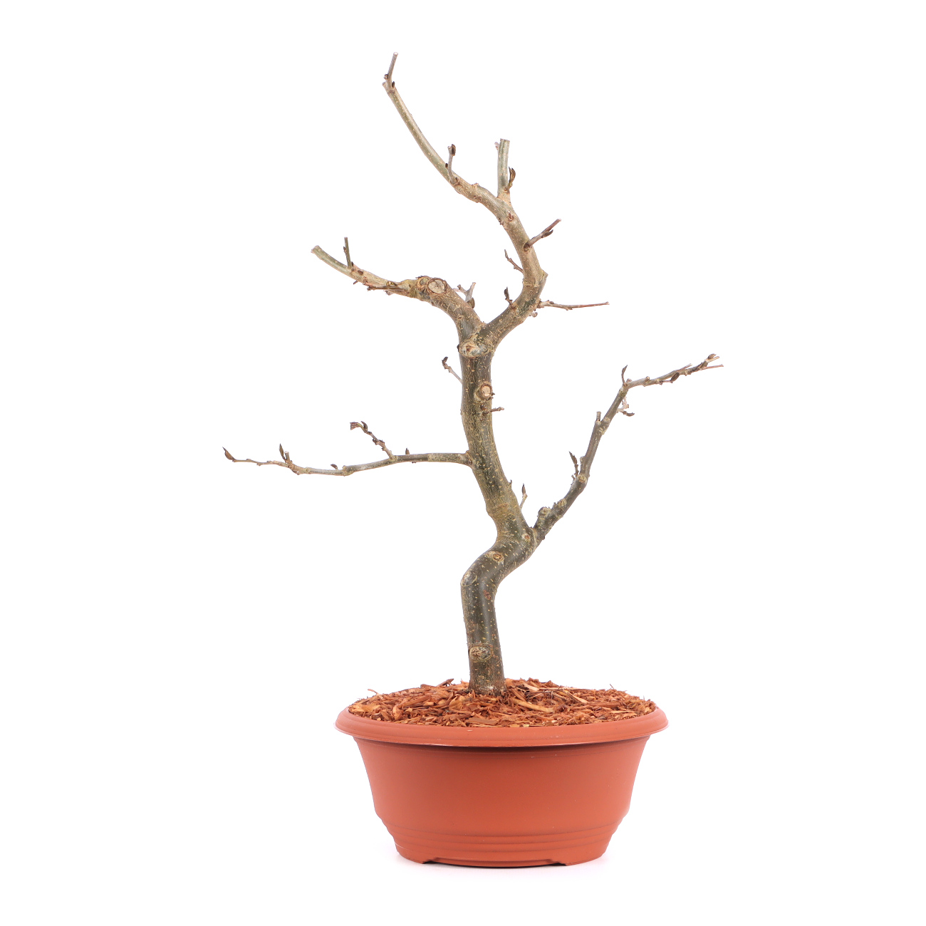 Parrotia persica 'Bella'