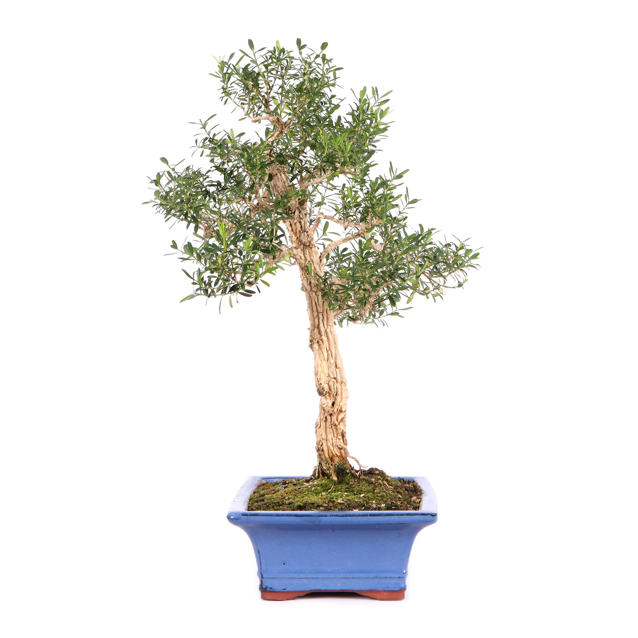 Seitenansicht rechts