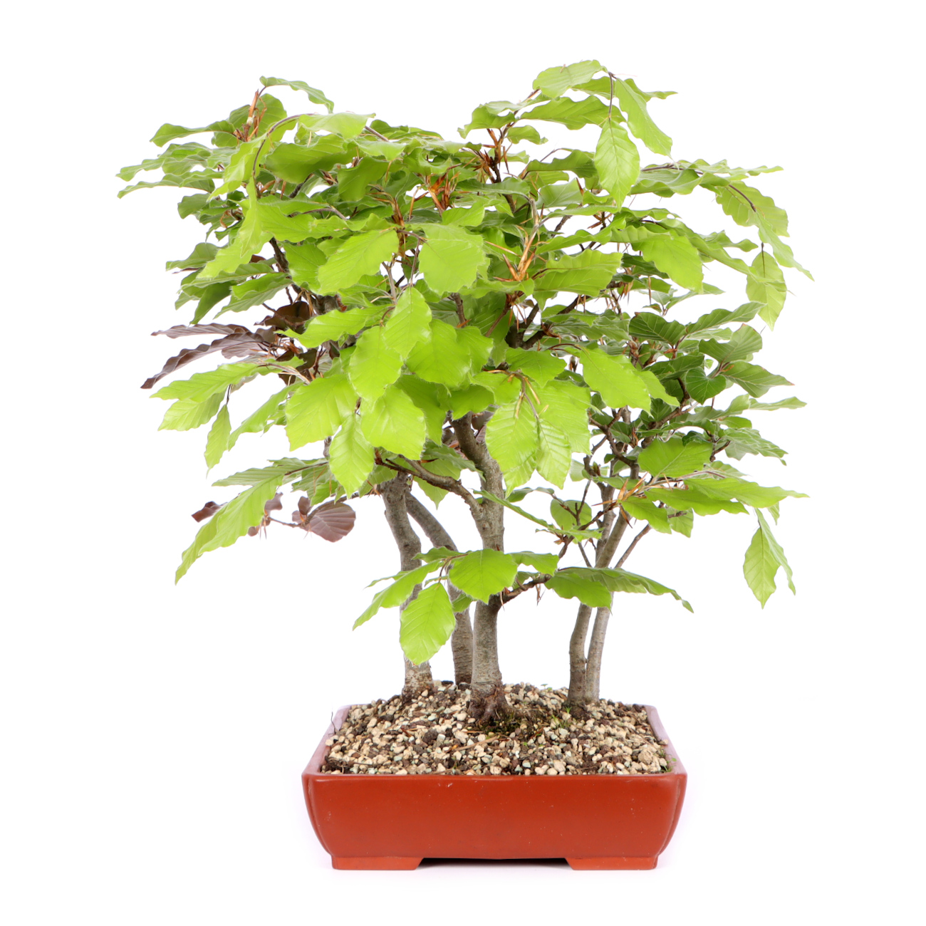 Seitenansicht rechts