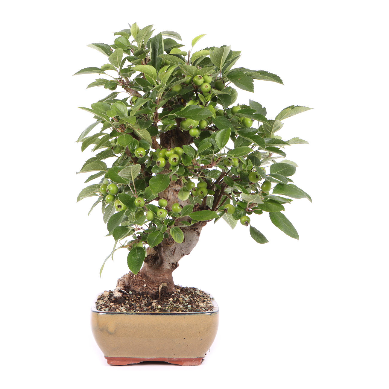 Seitenansicht rechts