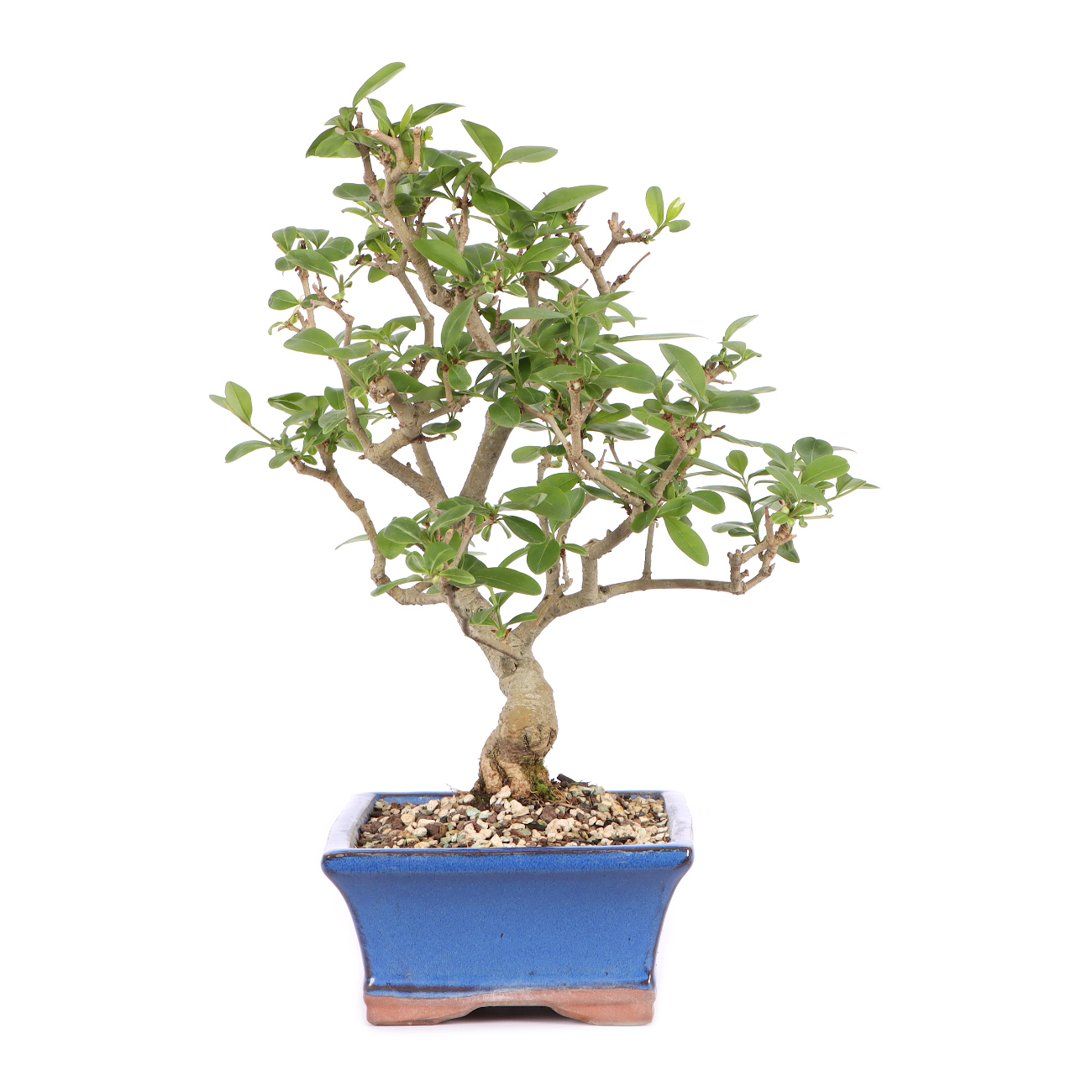 Ligustrum vulgare