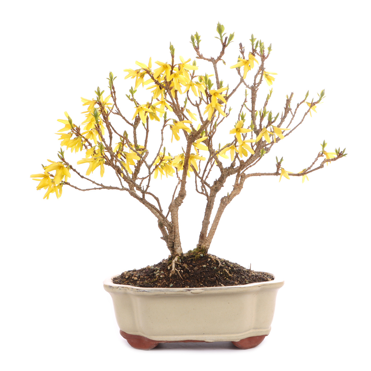 Forsythia x intermedia 'Minigold'