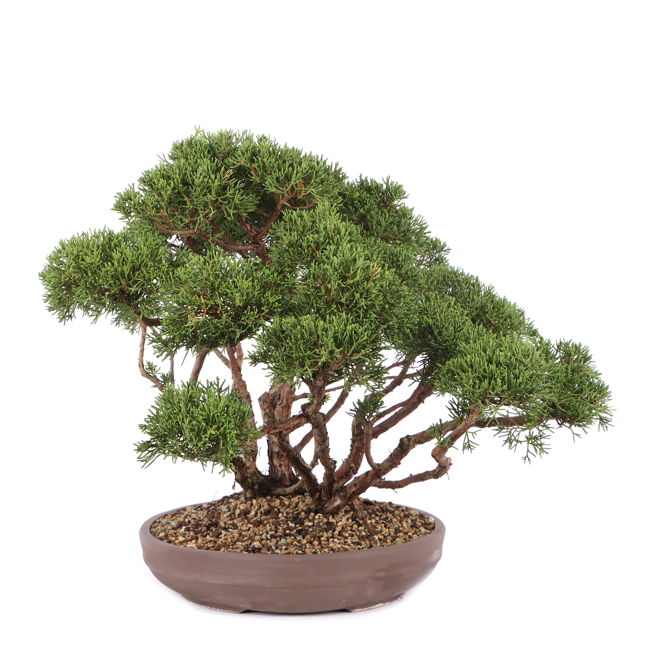 Juniperus chinensis