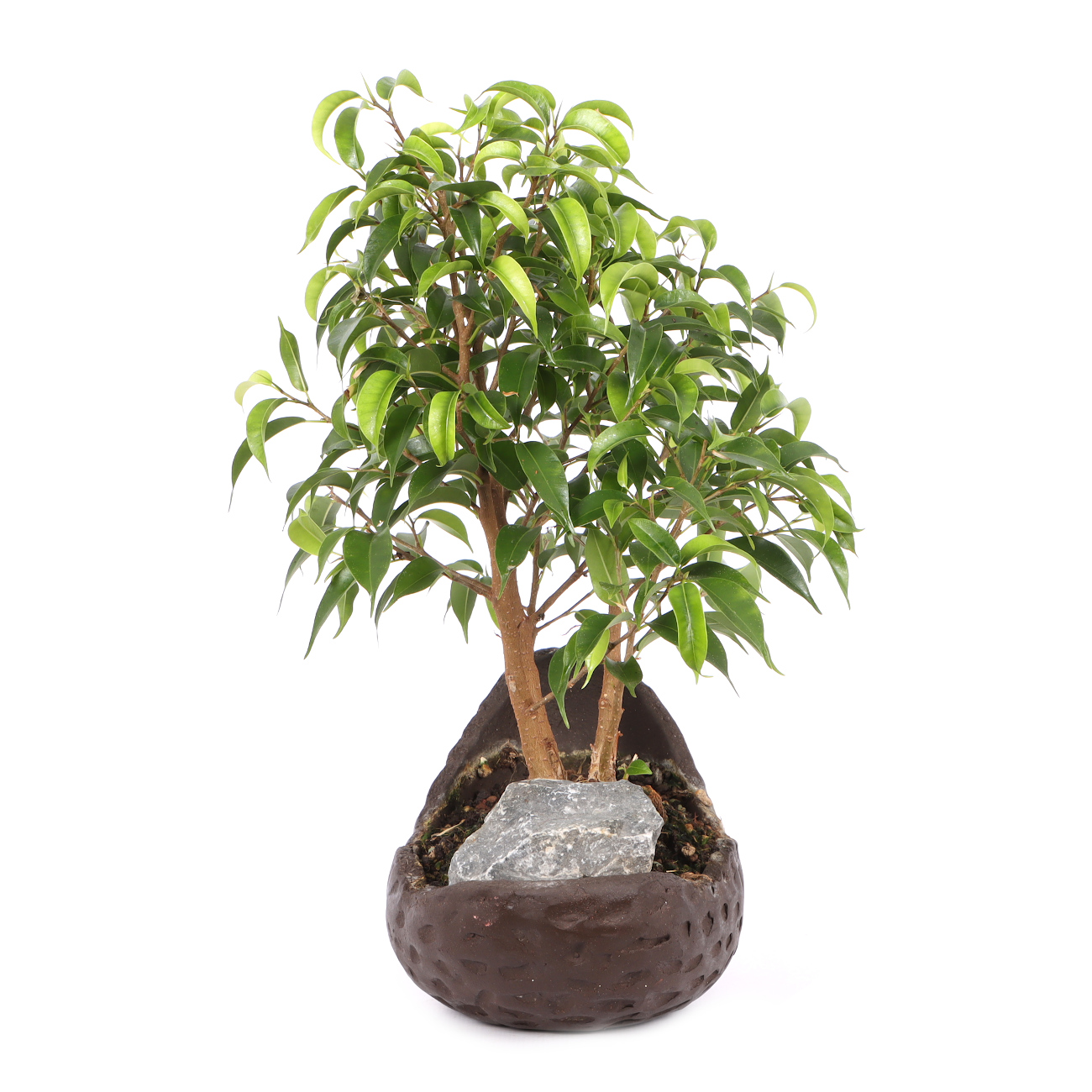 Ficus benjamina 'Natasja'