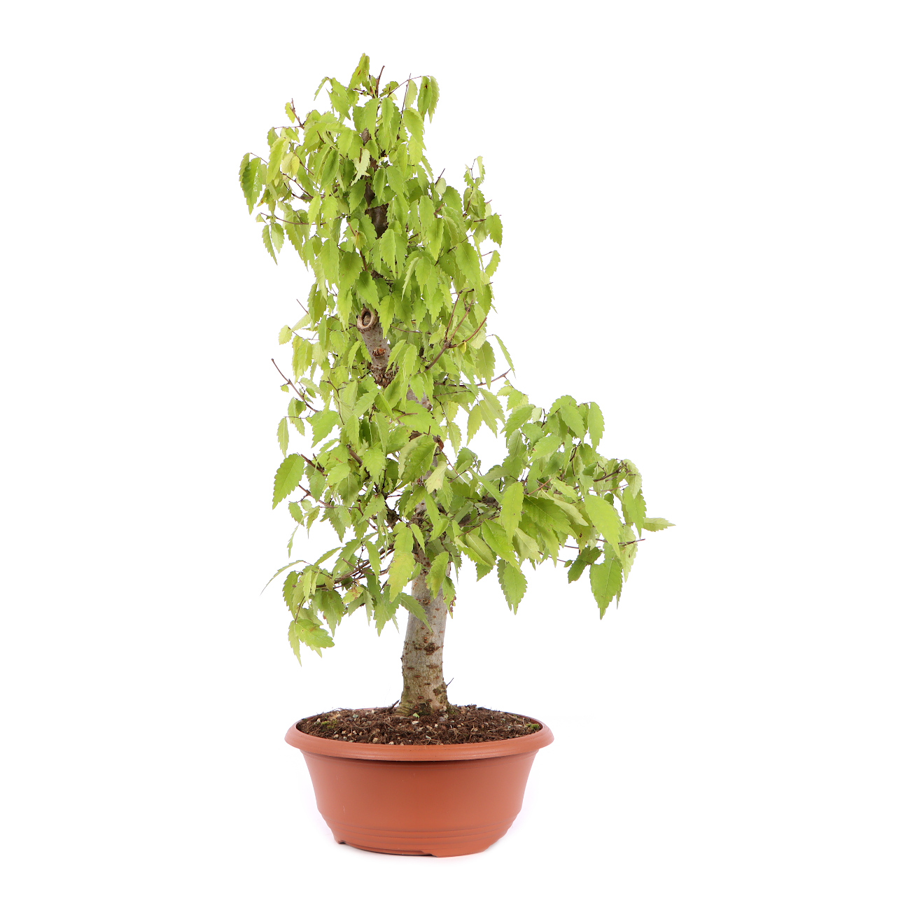 Seitenansicht rechts