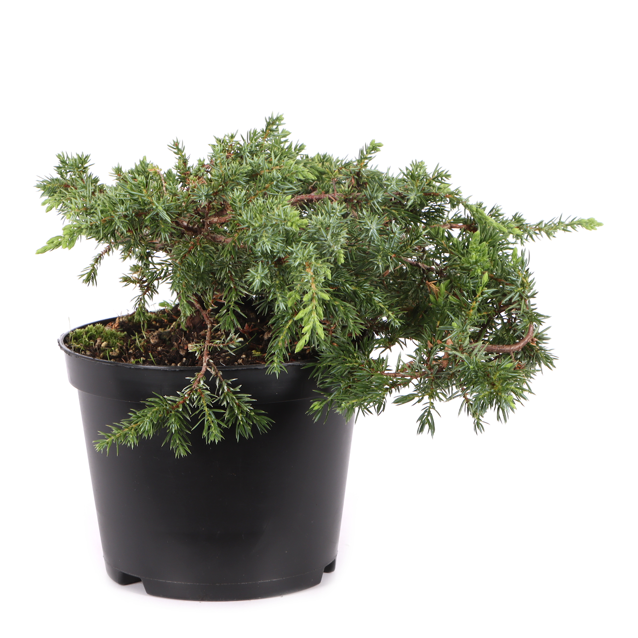 Juniperus communis 'Green Carpet'