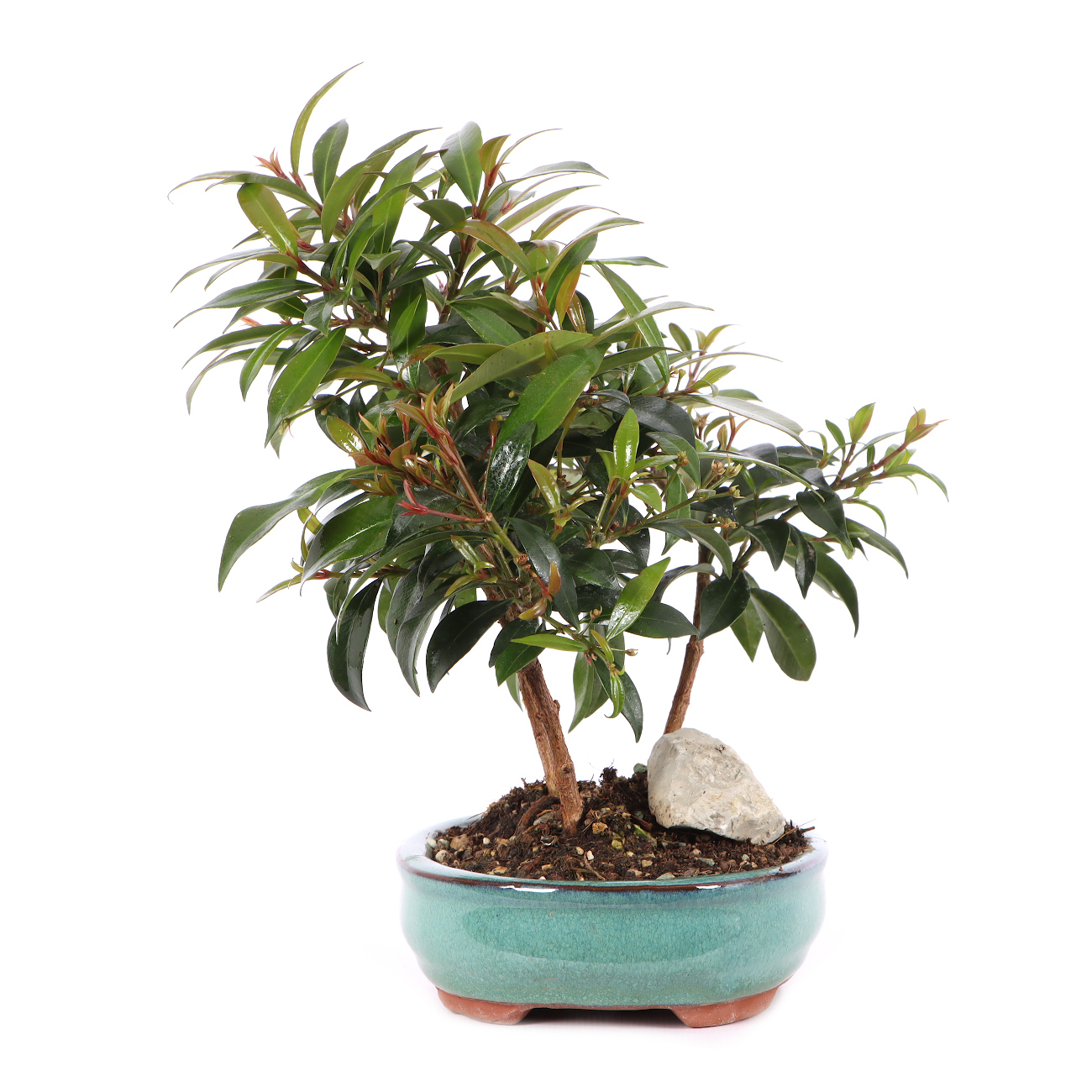 Syzygium paniculatum
