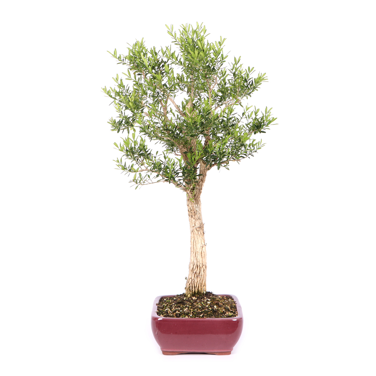 Seitenansicht rechts