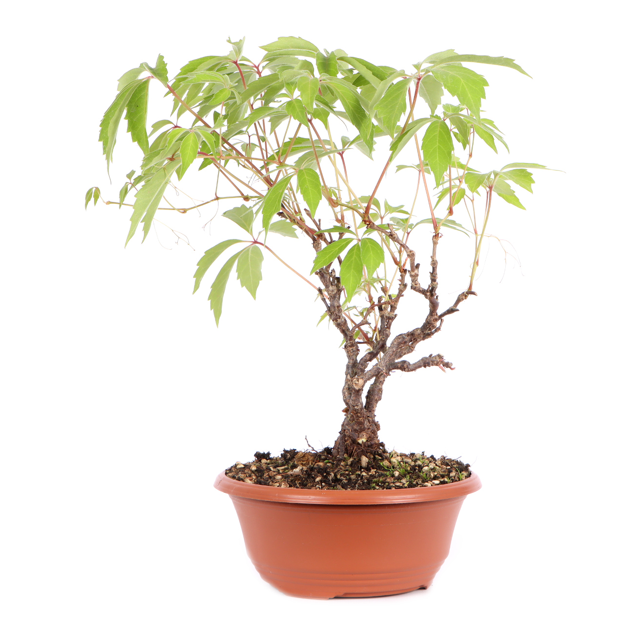 Seitenansicht rechts