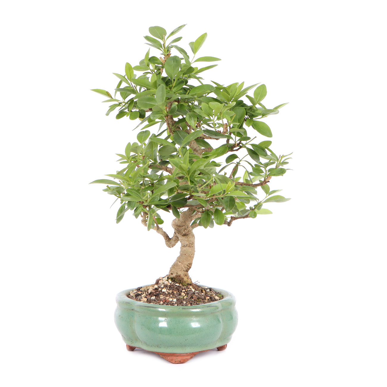 Seitenansicht rechts