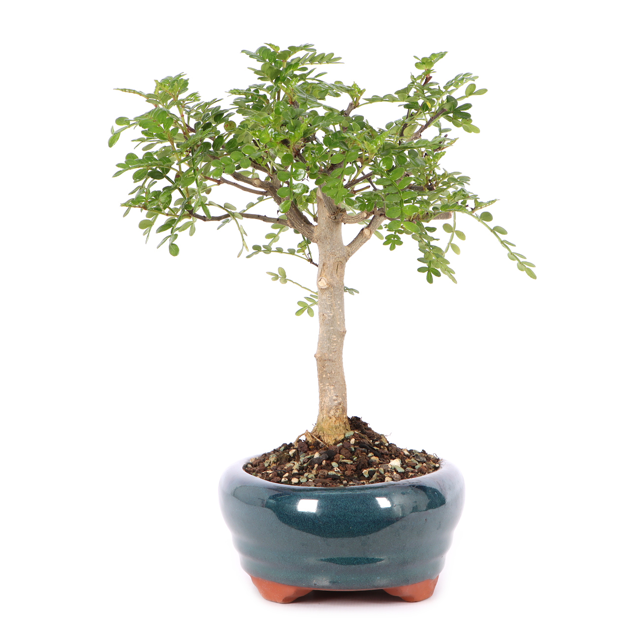 Zanthoxylum spec.